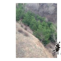 大量出售各種規格的白皮松，油松，茶條槭，流蘇