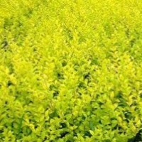 苗木類:紅葉小波，女貞，冬青，黃楊，月季，北海道;草花類矮牽牛