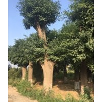 山西運(yùn)城絳縣供應(yīng)國槐苗，60-80公分大樹