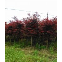 優(yōu)價供應(yīng)各種規(guī)格紅楓，紫薇，紅葉李