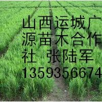 側柏苗出售、20公分大田側柏苗大量出售