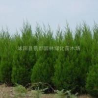 最新蜀檜價格信息