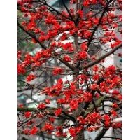 供應木棉 木棉樹苗 扁桃 扁桃樹苗 黃槐 黃槐樹苗