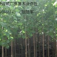 5公分速生楊大量低價(jià)供應(yīng)