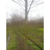 江蘇樸樹價格 南京樸樹價格 樸樹工程苗