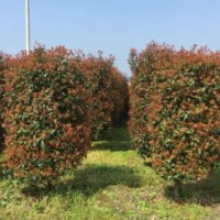 出售紅葉石楠、桂花、香樟