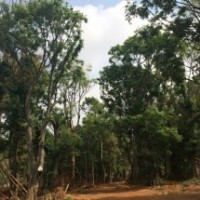昆明宏達滇樸基地—樸 樹 滇 樸—常 年 供 應