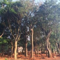 昆明宏達滇樸基地—樸 樹 滇 樸—常 年 供 應