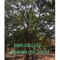 15公分樸樹，15樸樹報價，樸樹