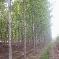（14公分法桐*15公分速生法桐）價格 苗木