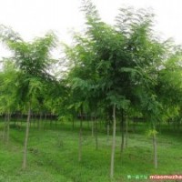 苗木供應2-6公分國槐