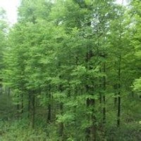 10公分中山杉 10公分中山杉 10公分中山杉