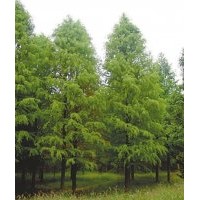 大量供應中山杉 大量供應中山杉 大量供應中山杉