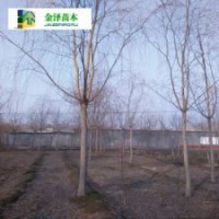 垂柳批發