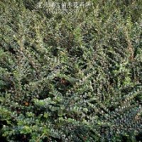 河北猥實(shí)、金葉榆球、紅葉李、平枝荀子