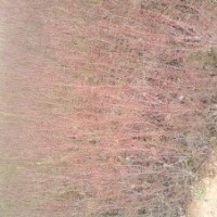 金葉女貞、紅葉小檗、龍柏球、蜀檜