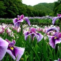鳶尾
