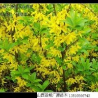 連翹苗大量低價出售