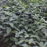 供應7公分杜仲羅根
