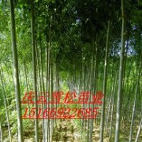速生白蠟速生國槐的繁育及銷售