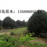 供應浙江桂花、金桂、丹桂小苗、金華桂花金桂咨詢