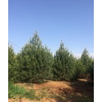 藍田白皮松供應 實在人白皮松銷售