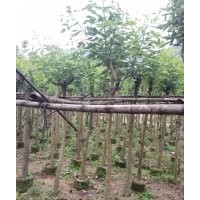 廣東雞冠刺桐批發