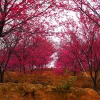 特優中國紅櫻花