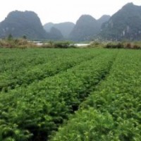 廣西柳州供應40-70公分良種杉樹大苗