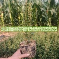 火棘小苗江蘇一年生火棘苗各種規格火棘球貨車送貨