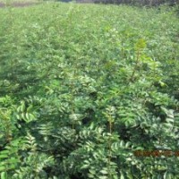 陜西花椒、周至優質花椒苗