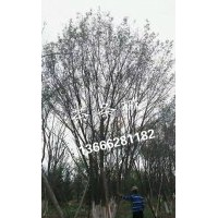 供應大規格茶條槭