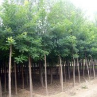 【供應】法桐、國槐、側柏、油松等優質苗木