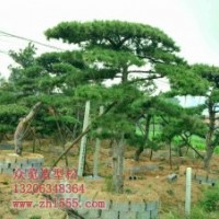 胸徑25公分造型油松供應