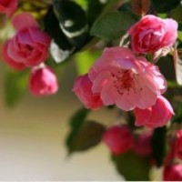 甜茶苗哪里便宜 臨沂甜茶苗價格