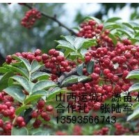 花椒苗出售、花椒苗大量低價出售貨源充足