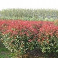 供應高桿10公分紅葉石楠價格 2公分紅葉石楠價格
