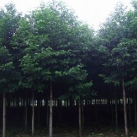 供應(yīng)各種規(guī)格香樟，杜英，樂昌含笑