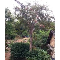 嫁接紫薇-湖南紫薇苗木批發首選宏景苗木公司，品種優良，暢銷全