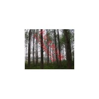 水杉價(jià)格 池杉價(jià)格 落羽杉價(jià)格