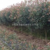 紅葉石楠價(jià)格紅葉石楠球價(jià)格紅葉石楠樹價(jià)格紅葉石楠基地