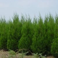 蜀檜價(jià)格蜀檜柏價(jià)格蜀檜價(jià)格大全