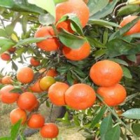供應紅桔樹苗 酸桔樹苗 枳殼樹苗 檸檬苗 毛桃樹苗 紅橘苗 紅橘樹
