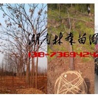 6-8公分欒樹價格,10-12公分欒樹價格