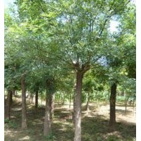 國槐基地,國槐價格,國槐質量,2000畝國槐園