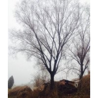 古柳、大柳樹(shù)