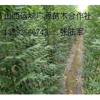 1、2、3公分國槐大量低價優惠供應