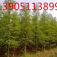 中山杉供應商 中山杉種植