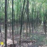 國槐出售、2公分3公分國槐大量低價優惠供應