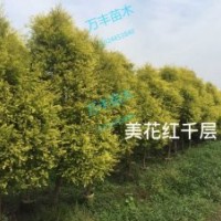 供應黃金香柳